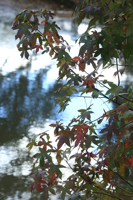 Leaves along Lake Matoka are beginning to turn colors.