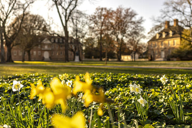 Daffodils brighten the Wren Yard. In the background are the Wren Building and the W&M President's House.