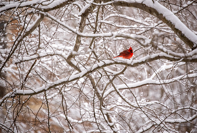 A picturesque poppa Cardinal stands out against the snow-covered tree limbs.