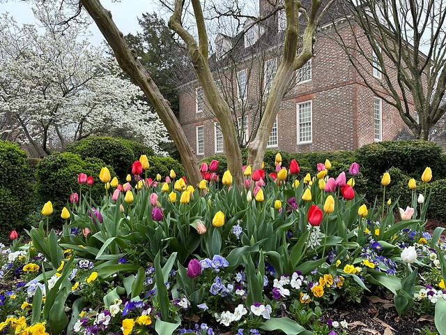 Spectacular spring color in the President's House garden.