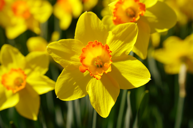 A sure sign of spring is when the daffodils bloom.