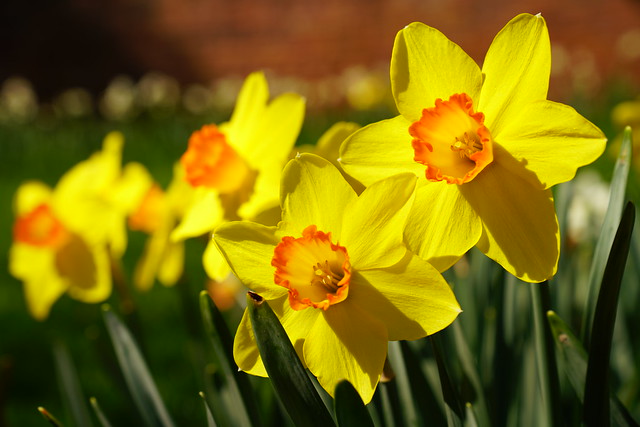 Daffodils are cheerful, just like the sunshine.