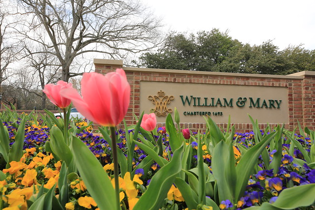 Tulips add a pop of color to the new William & Mary sign.