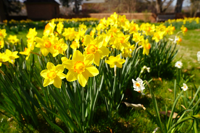A garden of daffodils near the President's House is in full bloom.